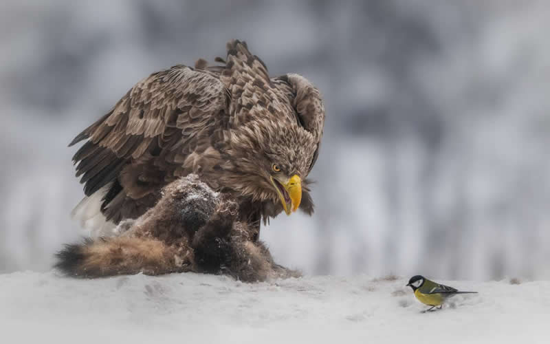Olga Rudchenko, Russian Federation - 35 Photography Awards Wildlife Winners