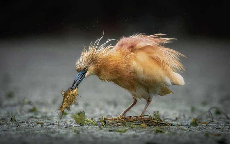 Alexander Krull, Russian Federation - 35 Photography Awards Wildlife Winners