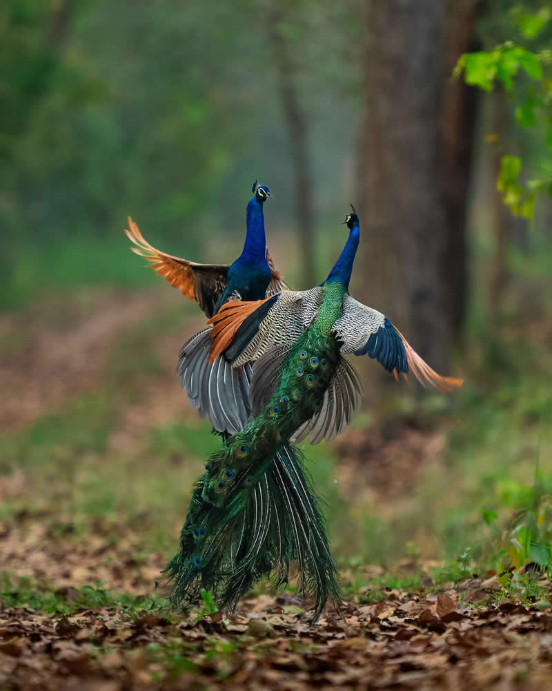 Tapas Kumar Acharya, India - 35 Photography Awards Wildlife Winners