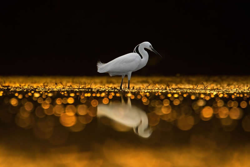 Deepak, India - 35 Photography Awards Wildlife Winners