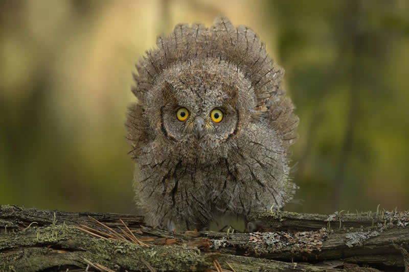 Olga Misko, Russian Federation - 35 Photography Awards Wildlife Winners