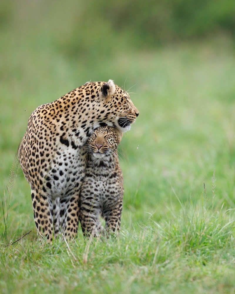 Eternal Bond by Ronak Joshi, India - 35 Photography Awards Wildlife Winners