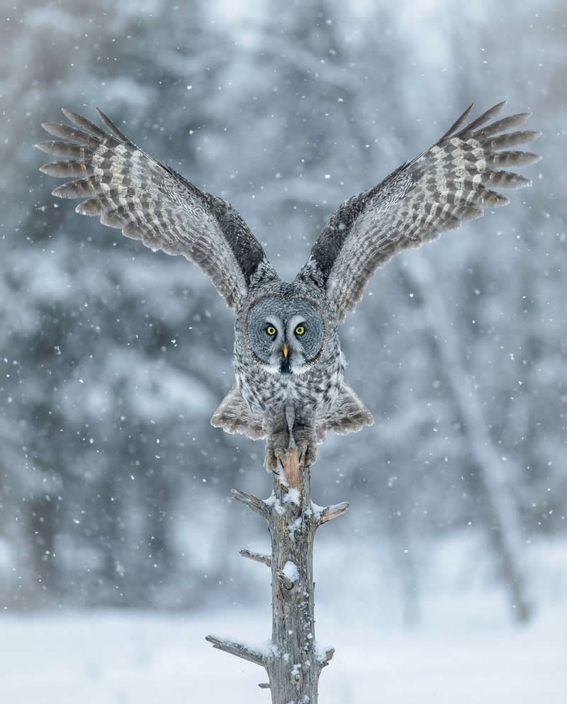 Take Off! by Gorshenkov Ilia, Russian Federation - 35 Photography Awards Wildlife Winners