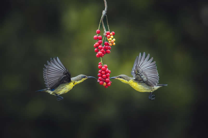 Siddhartha Roy Choudhury, India - 35 Photography Awards Wildlife Winners
