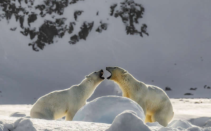 Basileus Stanislaus, Italy - 35 Photography Awards Wildlife Winners