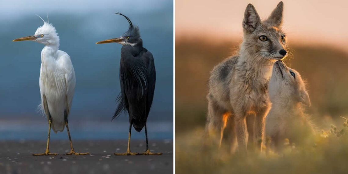 35 Photography Awards Wildlife Winners