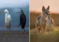 35 Photography Awards Wildlife Winners