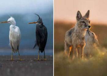 35 Photography Awards Wildlife Winners