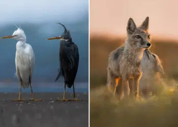35 Photography Awards Wildlife Winners