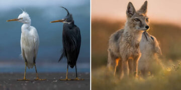 35 Photography Awards Wildlife Winners