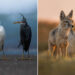 35 Photography Awards Wildlife Winners