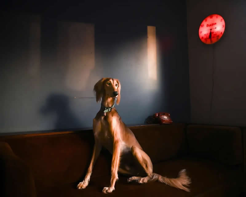 Teddy in the Kitchen by Wendy Stone, United States - AAP Magazine Awards 2026 Shadow Winners