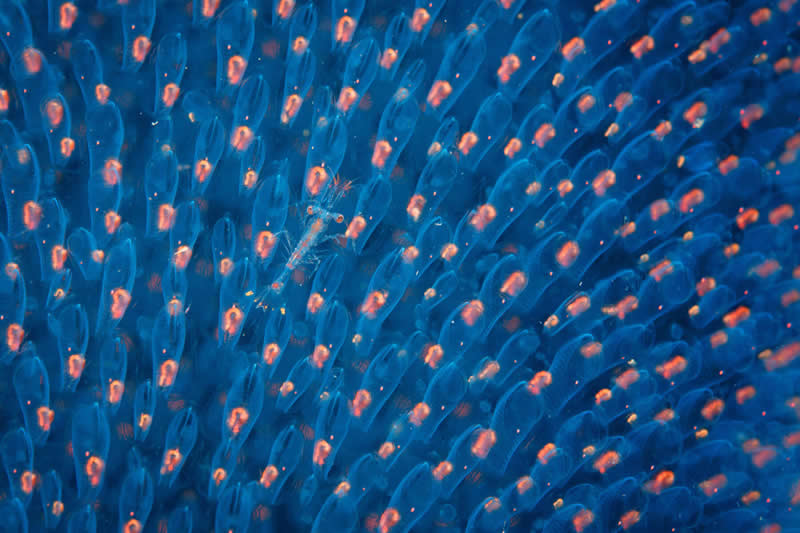 Animal Kingdom Winning Photos by Life Framer Photo Contest