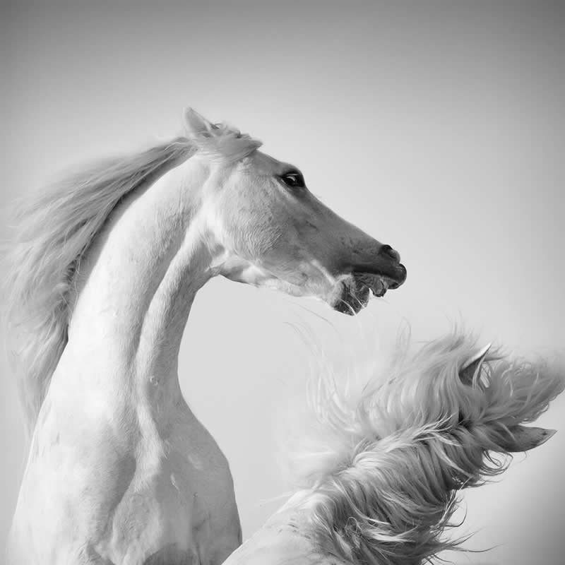 Animal Kingdom Winning Photos by Life Framer Photo Contest