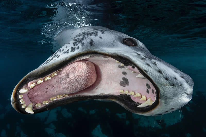 Animal Kingdom Winning Photos by Life Framer Photo Contest