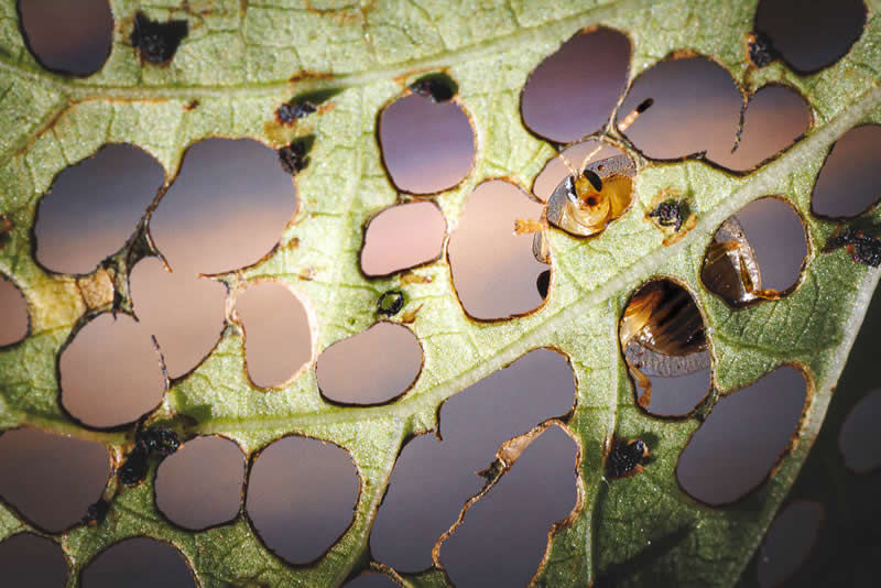 Animal Kingdom Winning Photos by Life Framer Photo Contest