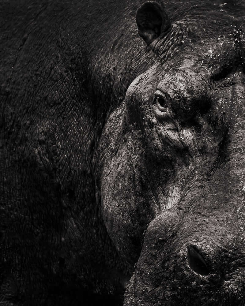 Animal Kingdom Winning Photos by Life Framer Photo Contest