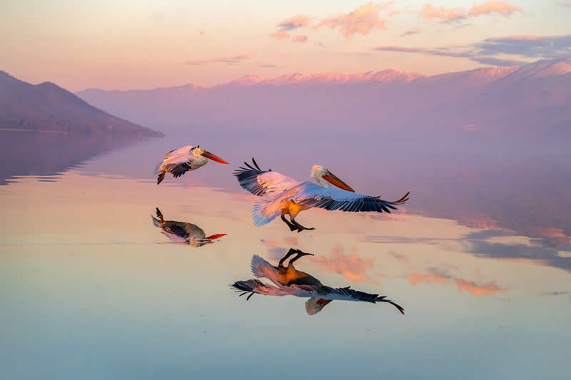 Animal Kingdom Winning Photos by Life Framer Photo Contest