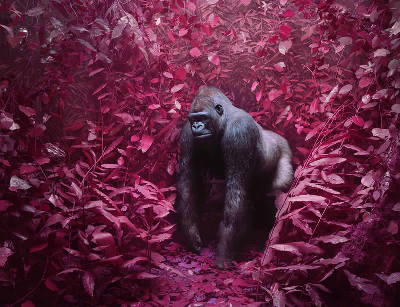 Animal Kingdom Winning Photos by Life Framer Photo Contest