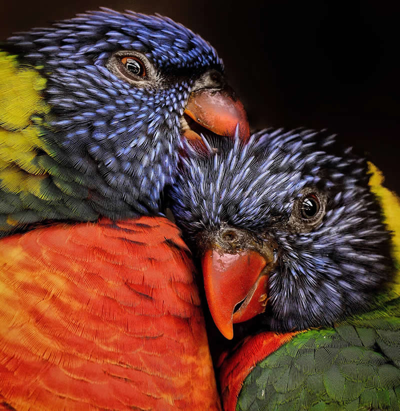 Animal Kingdom Winning Photos by Life Framer Photo Contest