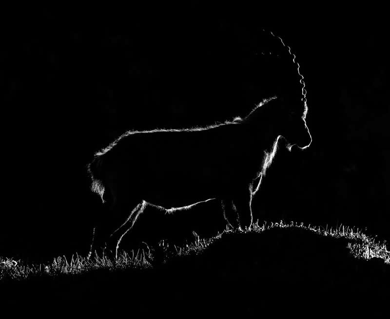Animal Kingdom Winning Photos by Life Framer Photo Contest
