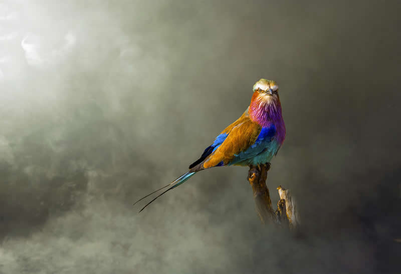 Animal Kingdom Winning Photos by Life Framer Photo Contest