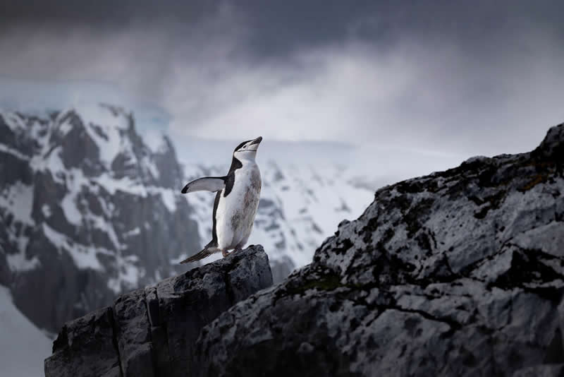 Animal Kingdom Winning Photos by Life Framer Photo Contest
