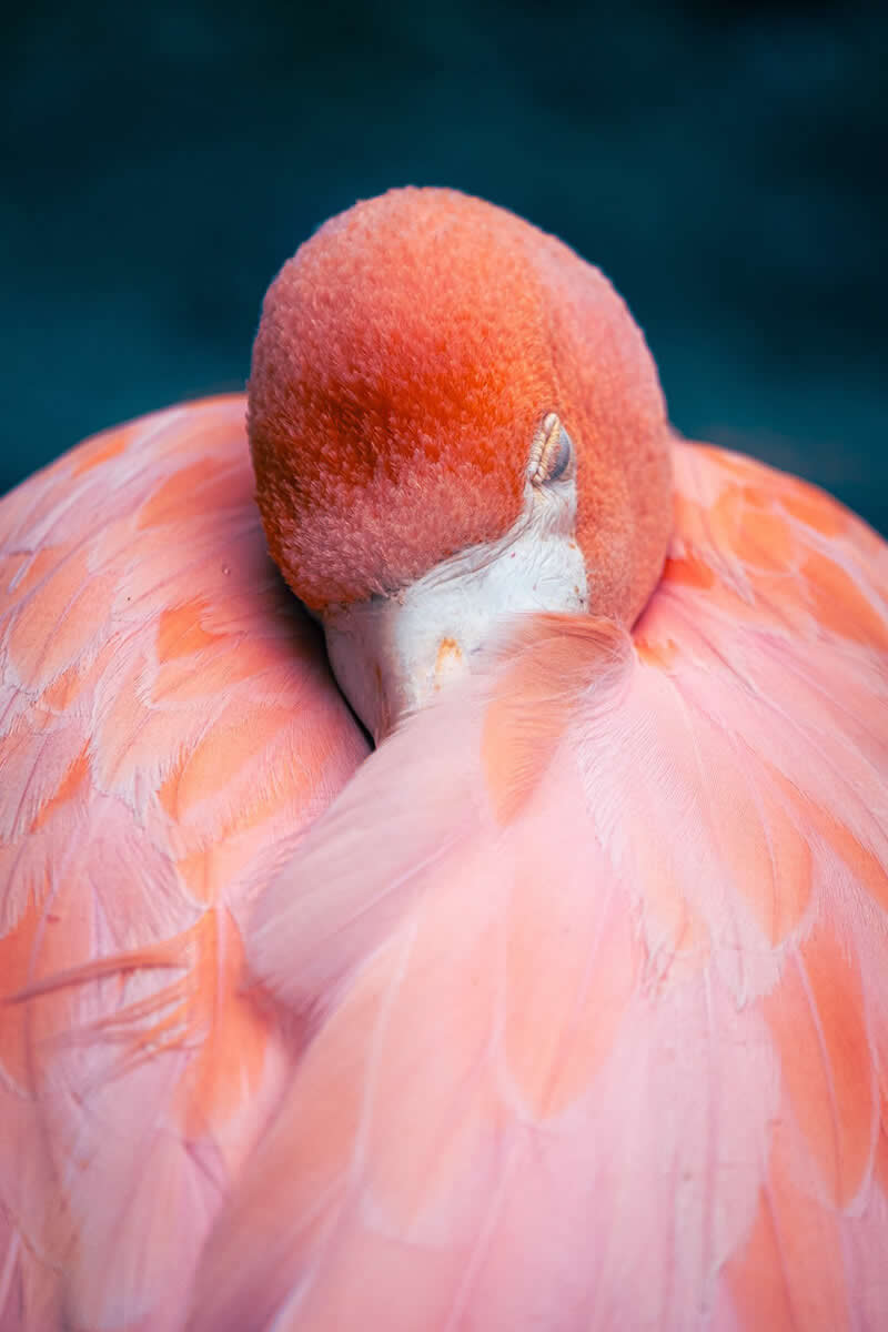 Animal Kingdom Winning Photos by Life Framer Photo Contest