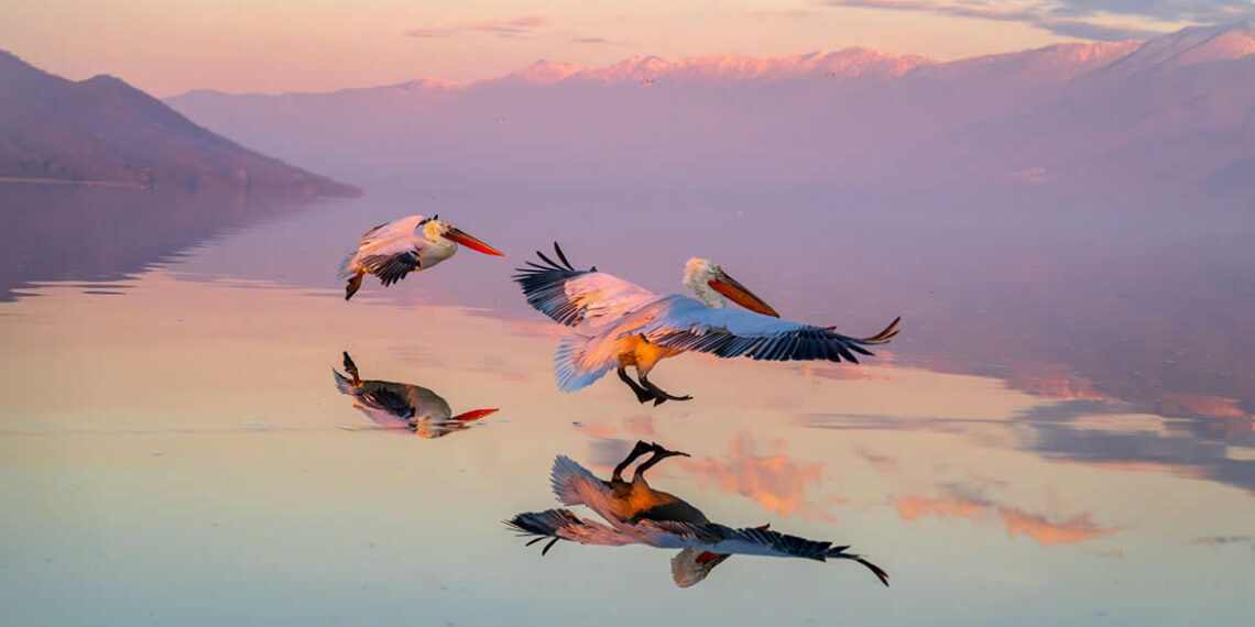 Animal Kingdom Winning Photos by Life Framer Photo Contest