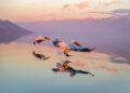 Animal Kingdom Winning Photos by Life Framer Photo Contest