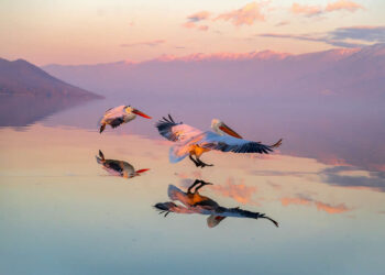Animal Kingdom Winning Photos by Life Framer Photo Contest