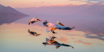 Animal Kingdom Winning Photos by Life Framer Photo Contest