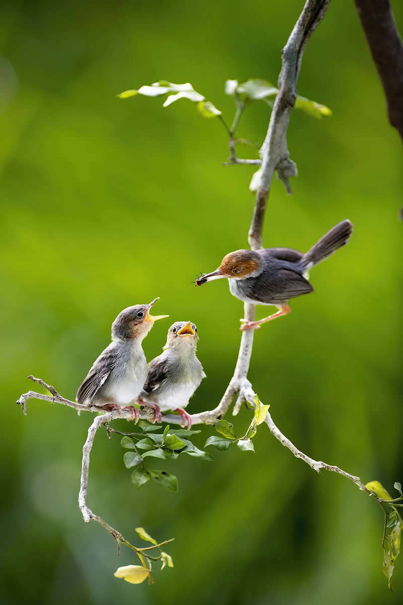 Mother bird feeding two baby chicks perched together on a tree branch against a soft green background.
