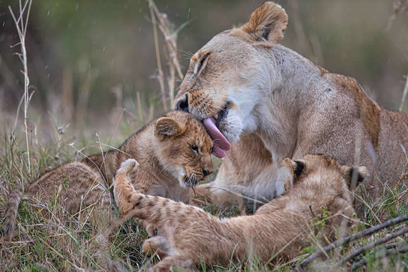 Lioness lovingly grooming and caring for her cubs while resting together in grassy savanna surroundings.