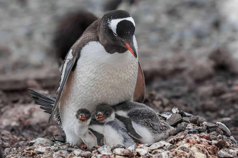 Mother penguin standing protectively beside her two fluffy chicks on a rocky nesting ground.