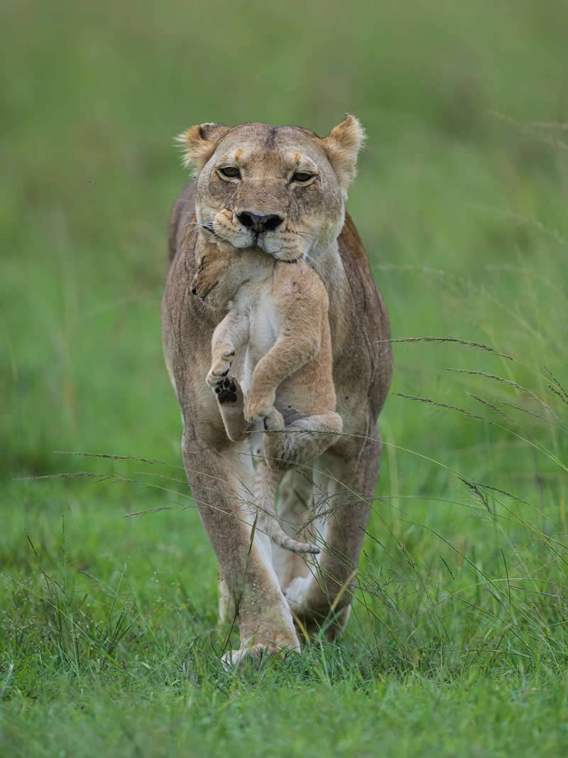 Lioness gently carrying her cub in her mouth while walking through green grasslands in the wild.