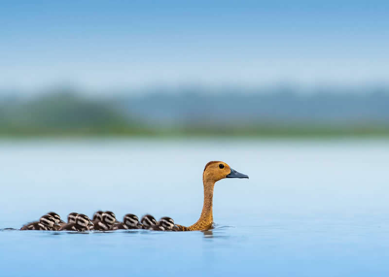Mother duck swimming calmly with her baby chicks following closely behind on peaceful water.