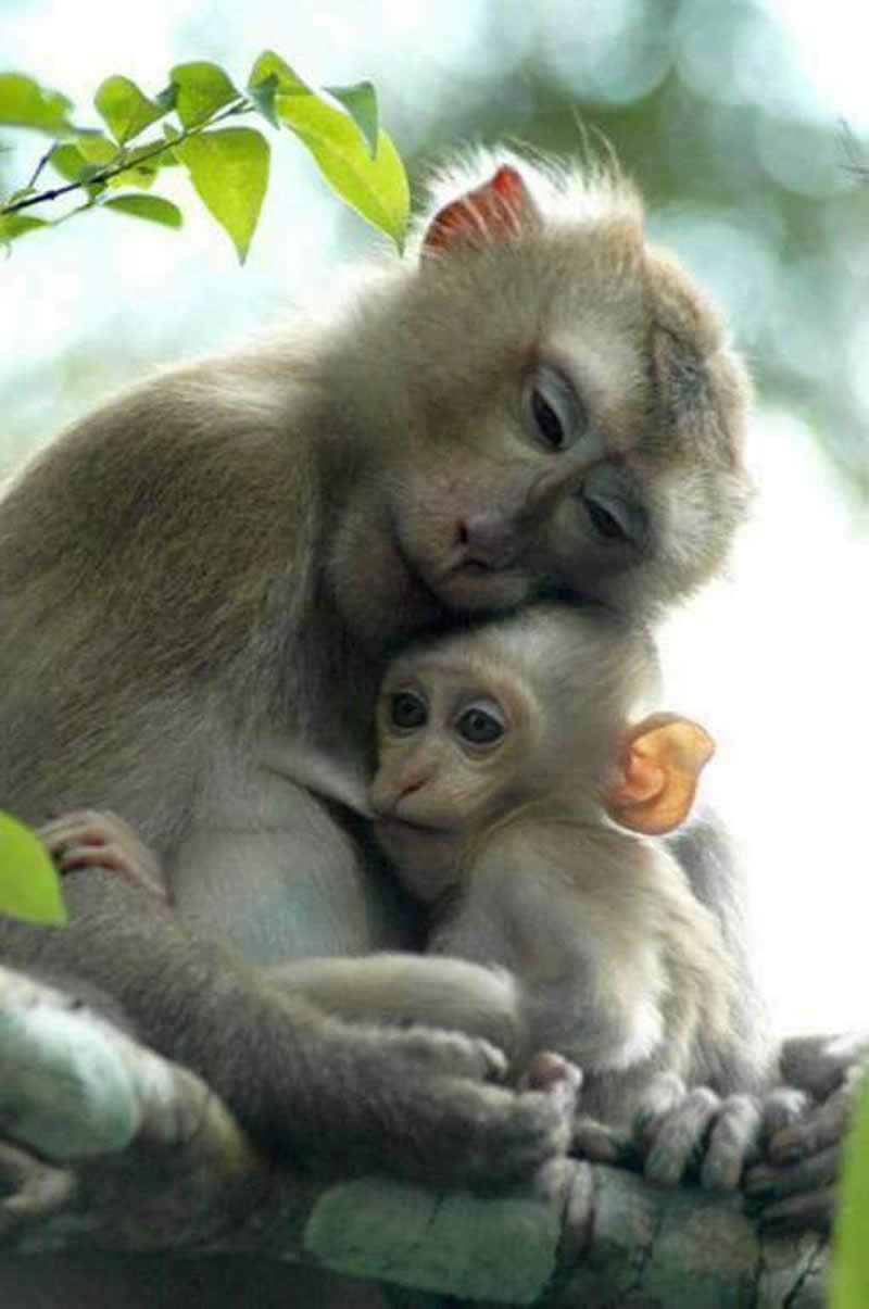 Mother monkey cuddling and protecting her baby while sitting together on a tree branch in nature.
