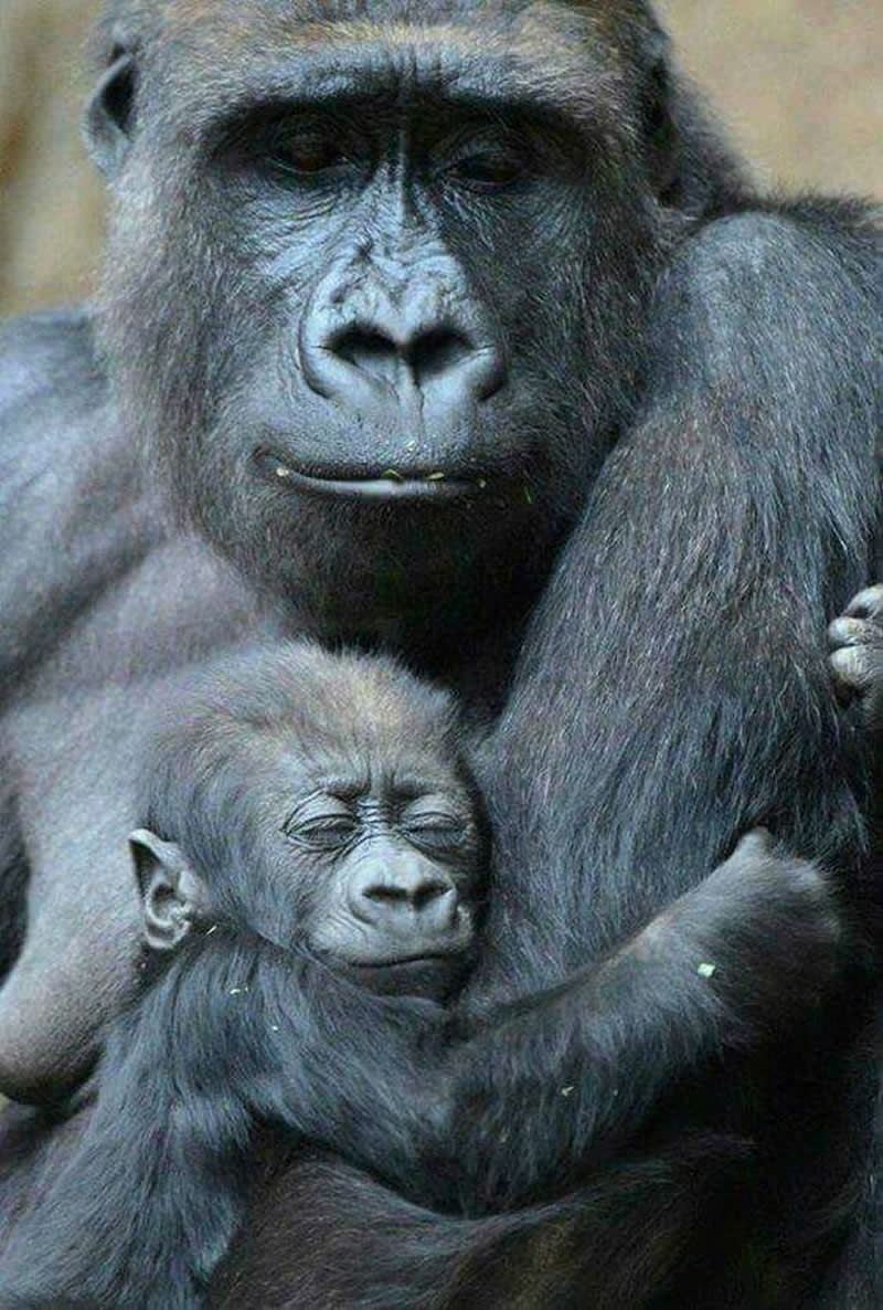 Mother gorilla holding her sleeping baby closely in a loving and protective embrace.