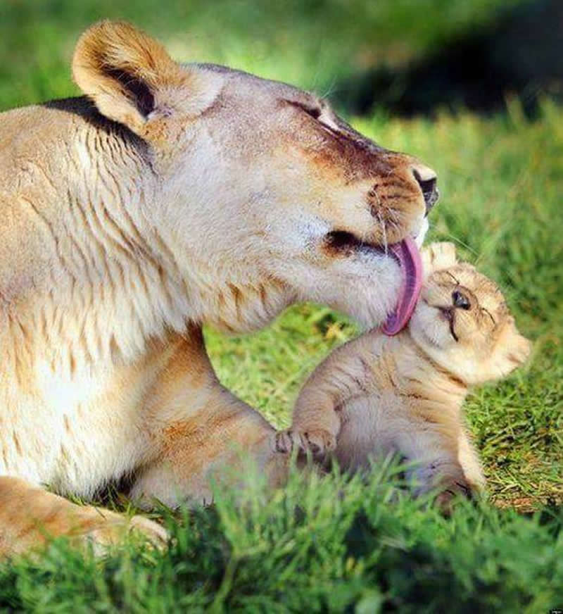 Lioness lovingly licking and grooming her baby cub while resting together on green grass.