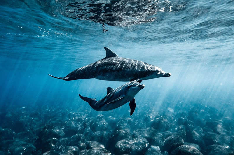 Mother dolphin swimming closely beside her baby underwater in clear blue ocean water.