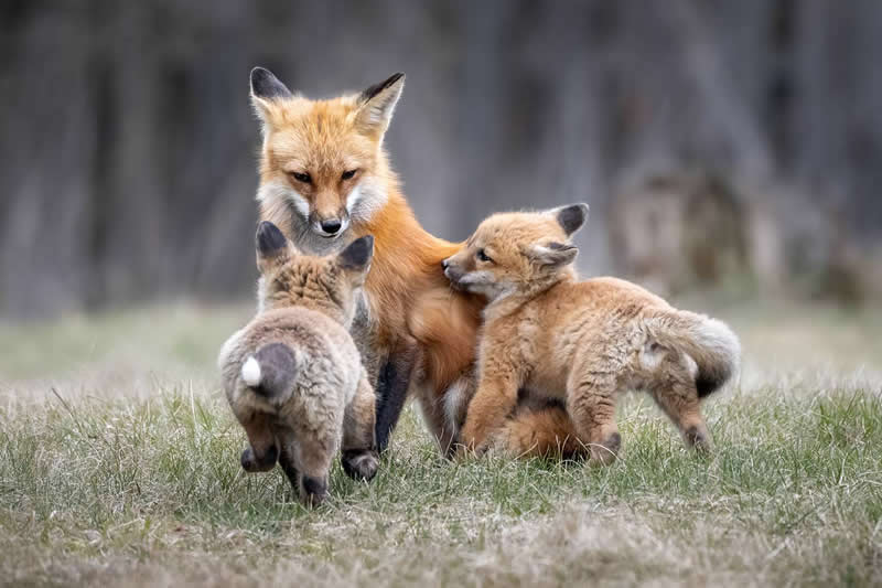 Mother fox sitting lovingly with her playful cubs in a grassy field surrounded by nature.