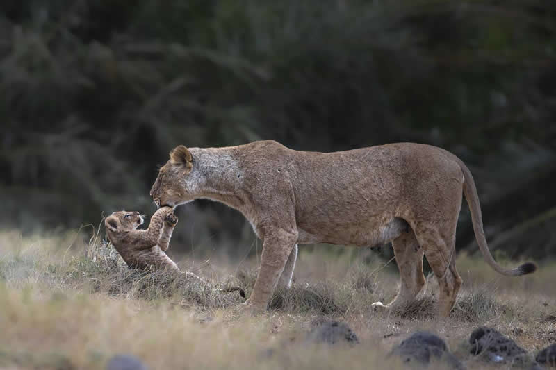 Lion cub playfully interacting with its mother in an open grassy landscape in the wild.