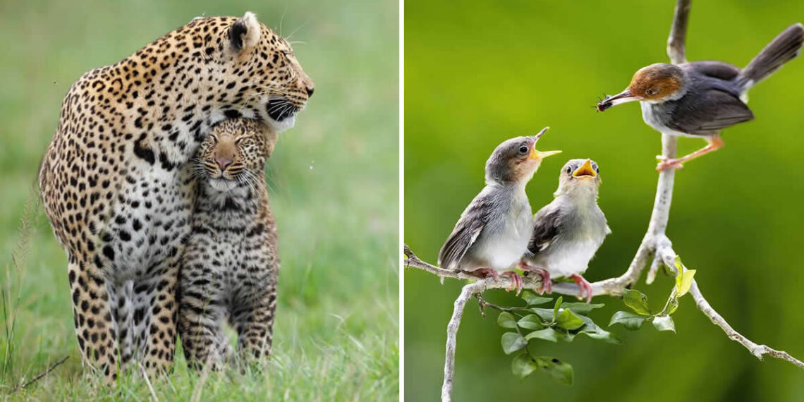 Animal Moms Who Perfectly Capture the Chaos and Beauty of Motherhood