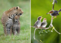 Animal Moms Who Perfectly Capture the Chaos and Beauty of Motherhood