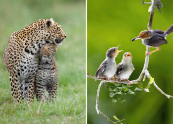 Animal Moms Who Perfectly Capture the Chaos and Beauty of Motherhood