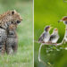 Animal Moms Who Perfectly Capture the Chaos and Beauty of Motherhood