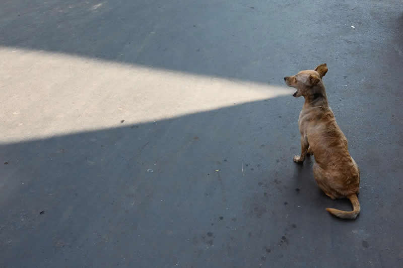 APF Magazine Street Photography Homorous Category Winners