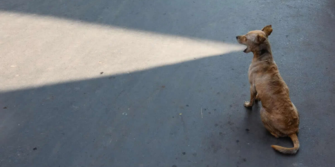 APF Magazine Street Photography Homorous Category Winners