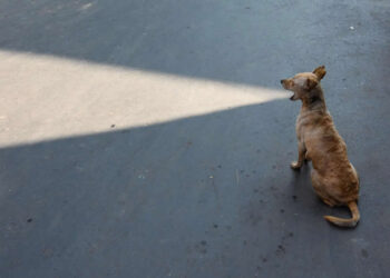 APF Magazine Street Photography Homorous Category Winners